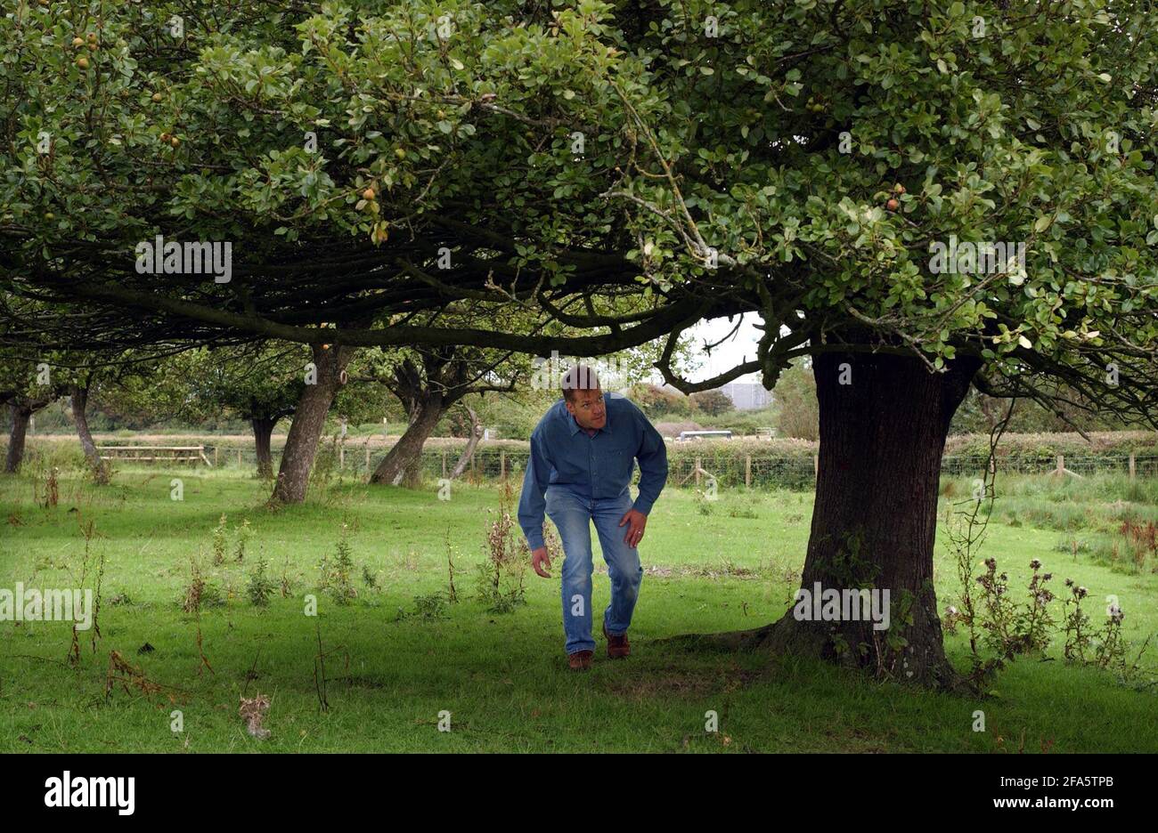 DAVE MATTHEWS INSPIZIERT PERRY BIRNEN AUF LITTLE CROSS FARM, SOUTH WALES,28/8/04 PILSTON Stockfoto