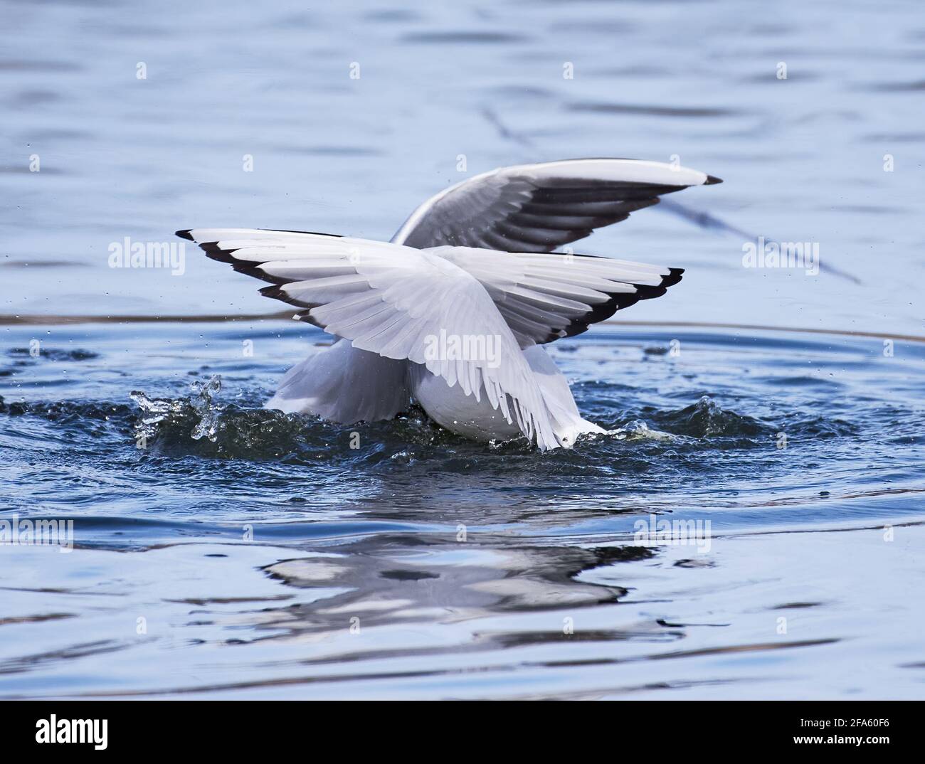 Zwei Schwarzkopfmöwen, die am Aprilabend in Espoo, Finnland, Paarungsrituale im Wasser durchführen. Stockfoto