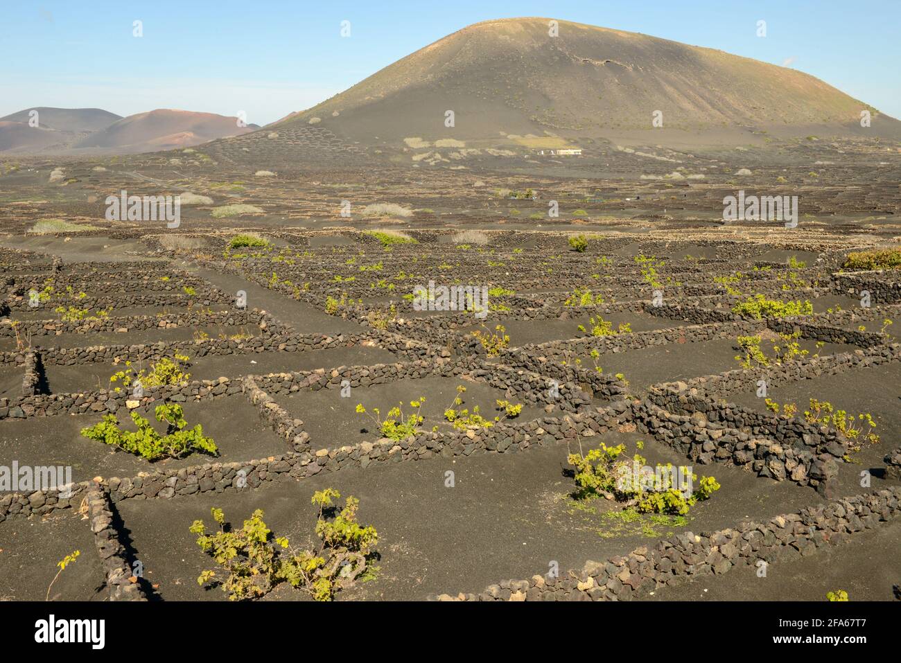 Felder der Weinkellerei La Geria auf der Insel Lanzarote, Spanien Stockfoto