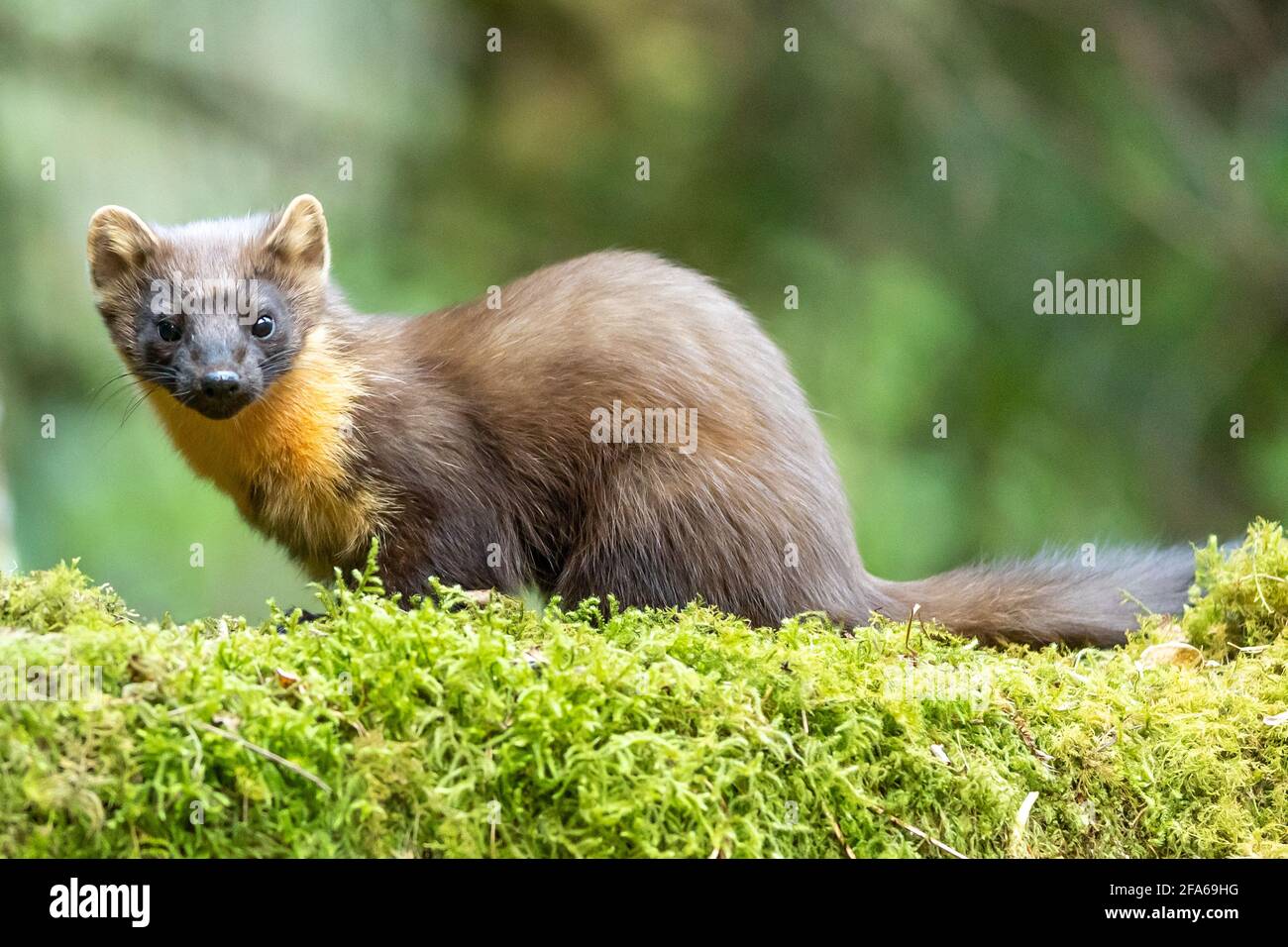 Welsh Pine Marten Stockfoto