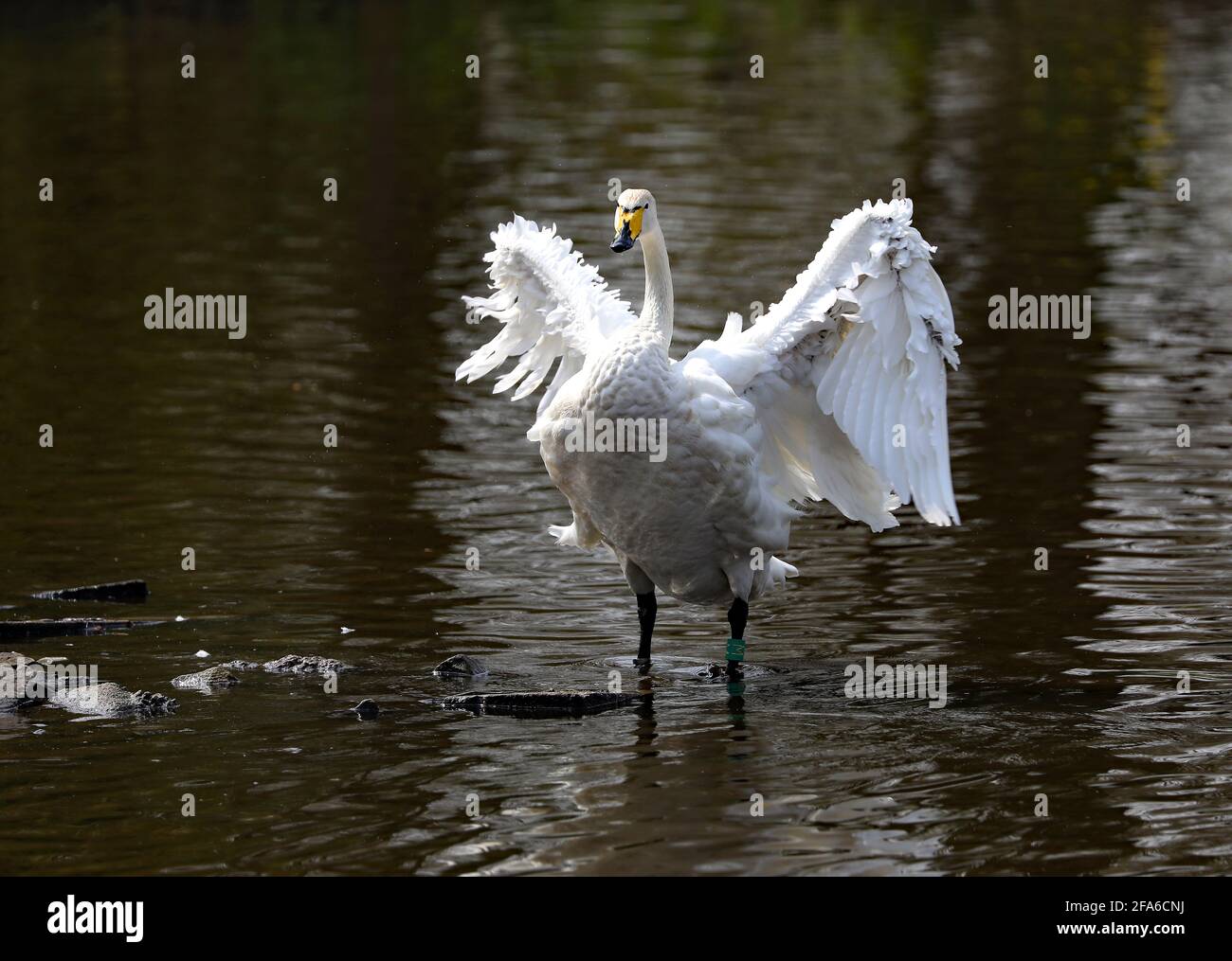 Whooper Swan bei Martin Mere Wildfowl and Wetlands, Burscough. Lancashire. Stockfoto