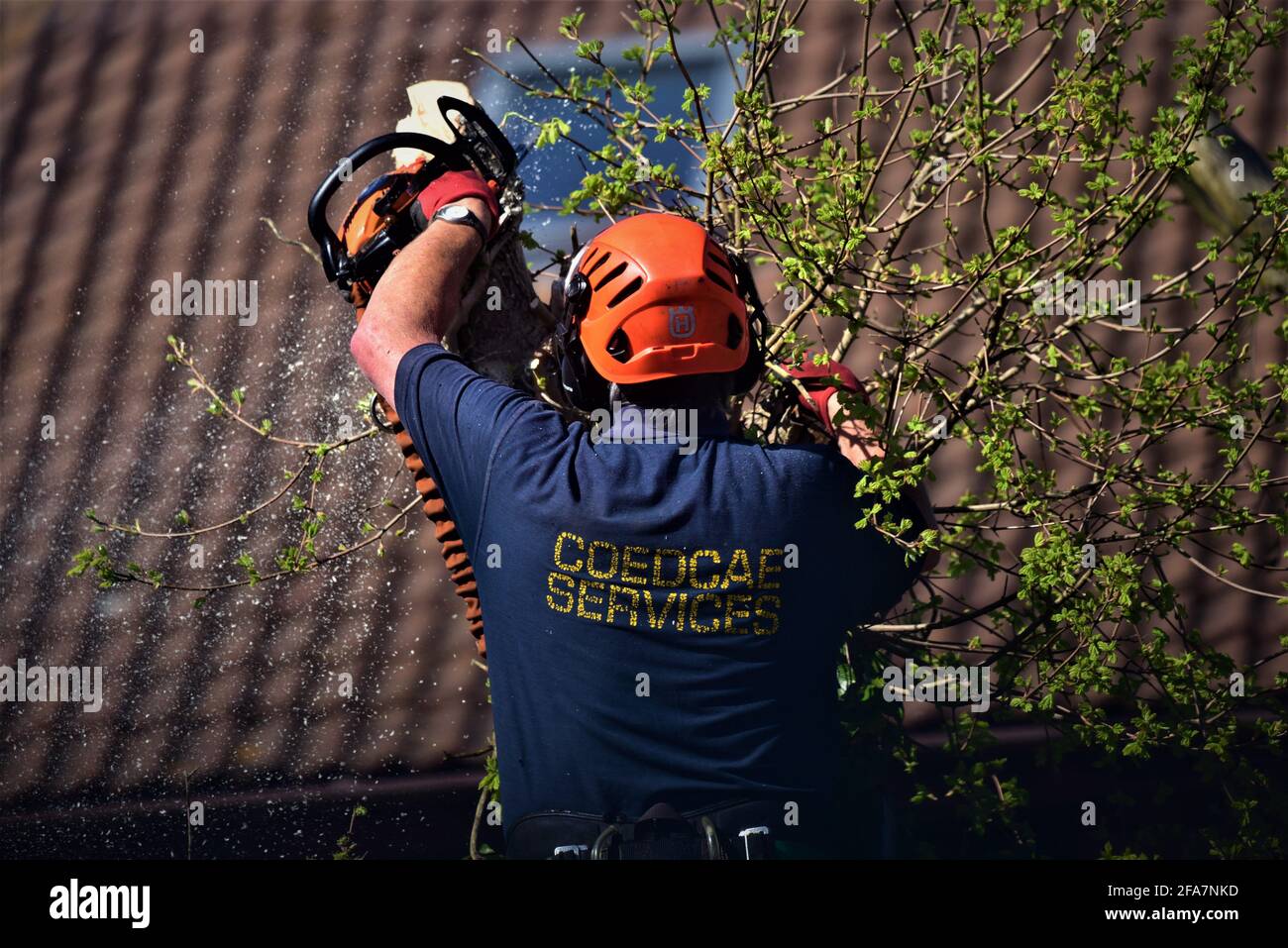 Der von NTPC qualifizierte Baumchirurg von CoedCae Services schneidet einen Baumzweig auf der Coychurch Road, Bridgend (öffentliche Autobahn) ab Es gibt Bilder ohne Logo Stockfoto