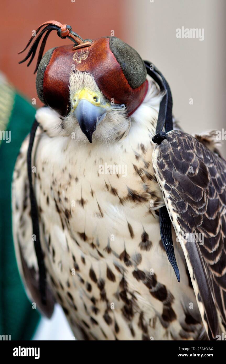 Italien, Lombardei, Historisches erinnern, Falcon trägt eine Haubenabdeckung über dem Kopf Stockfoto