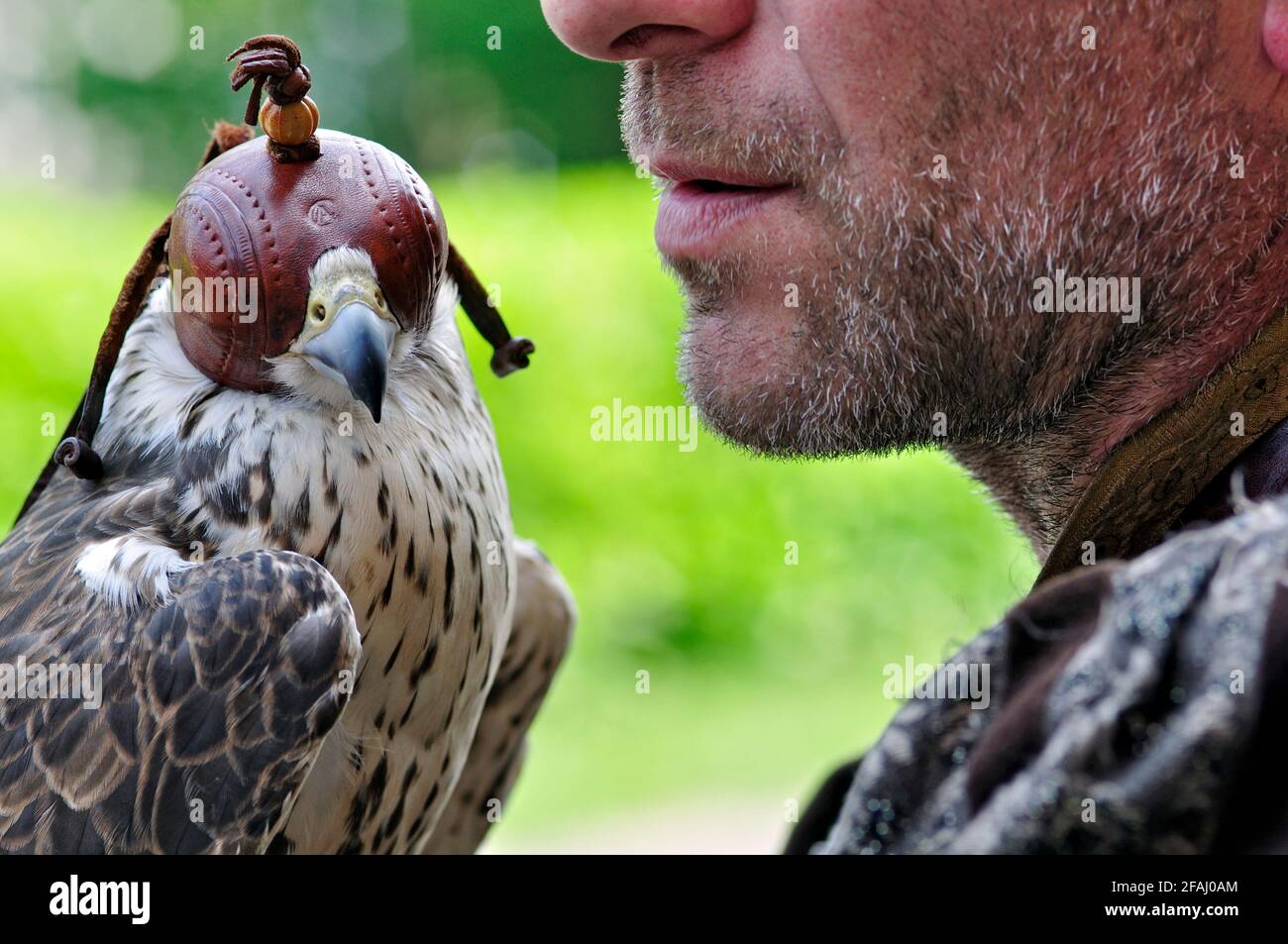 Italien, Lombardei, Historisches erinnern, Falconer und Falcon tragen eine Haubenabdeckung über dem Kopf Stockfoto