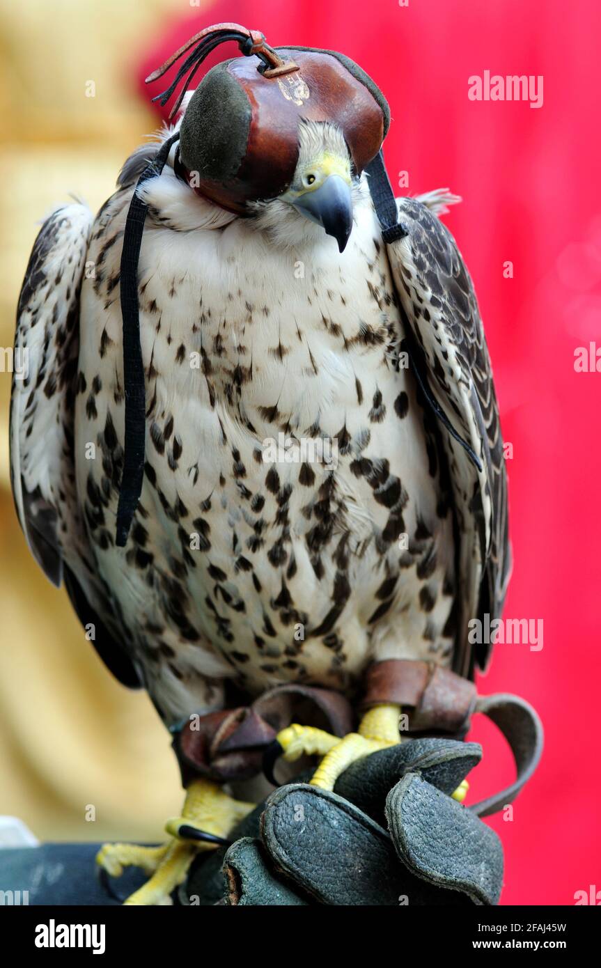 Italien, Lombardei, Historisches erinnern, Falcon trägt eine Haubenabdeckung über dem Kopf Stockfoto