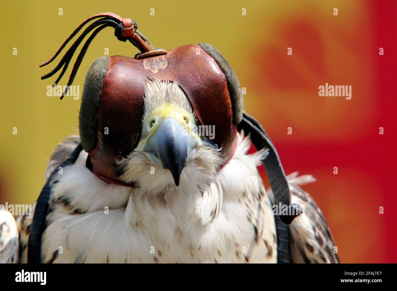 Italien, Lombardei, Historisches erinnern, Falcon trägt eine Haubenabdeckung über dem Kopf Stockfoto