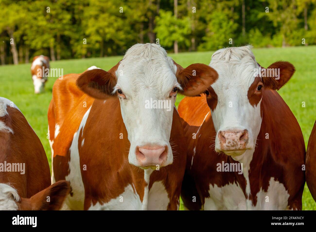 Weidende weißbraune Kühe auf einer grünen Weide - Haustiertier - Tschechische Republik Stockfoto