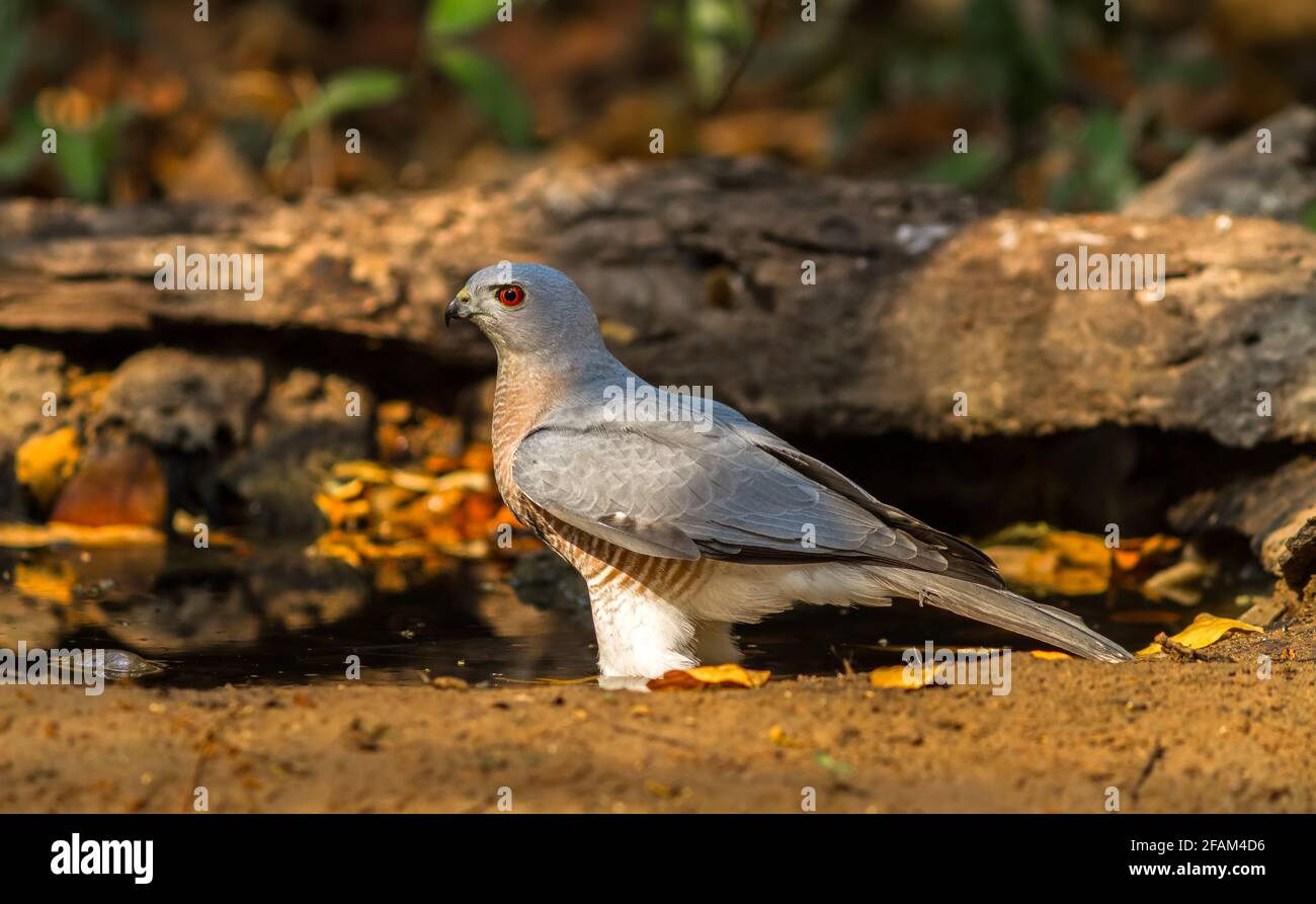 Schöner Vogel shikra ( Accipiter badius ) Wasser trinken auf Teich Stockfoto