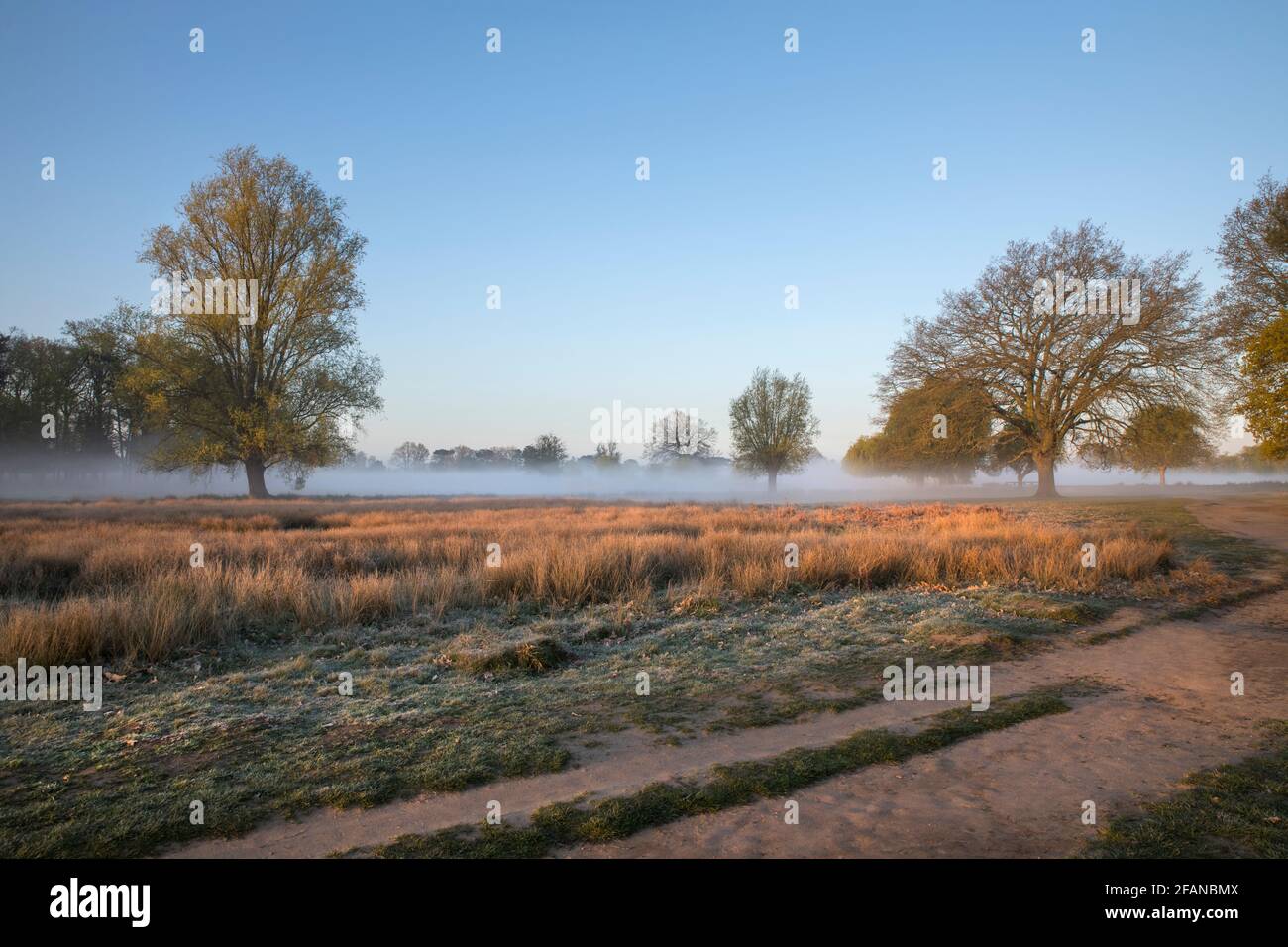 Die Sonne bricht durch und erleuchtet die langen Gräser auf einem Kalter nebliger Morgen im Bushy Park im April Stockfoto
