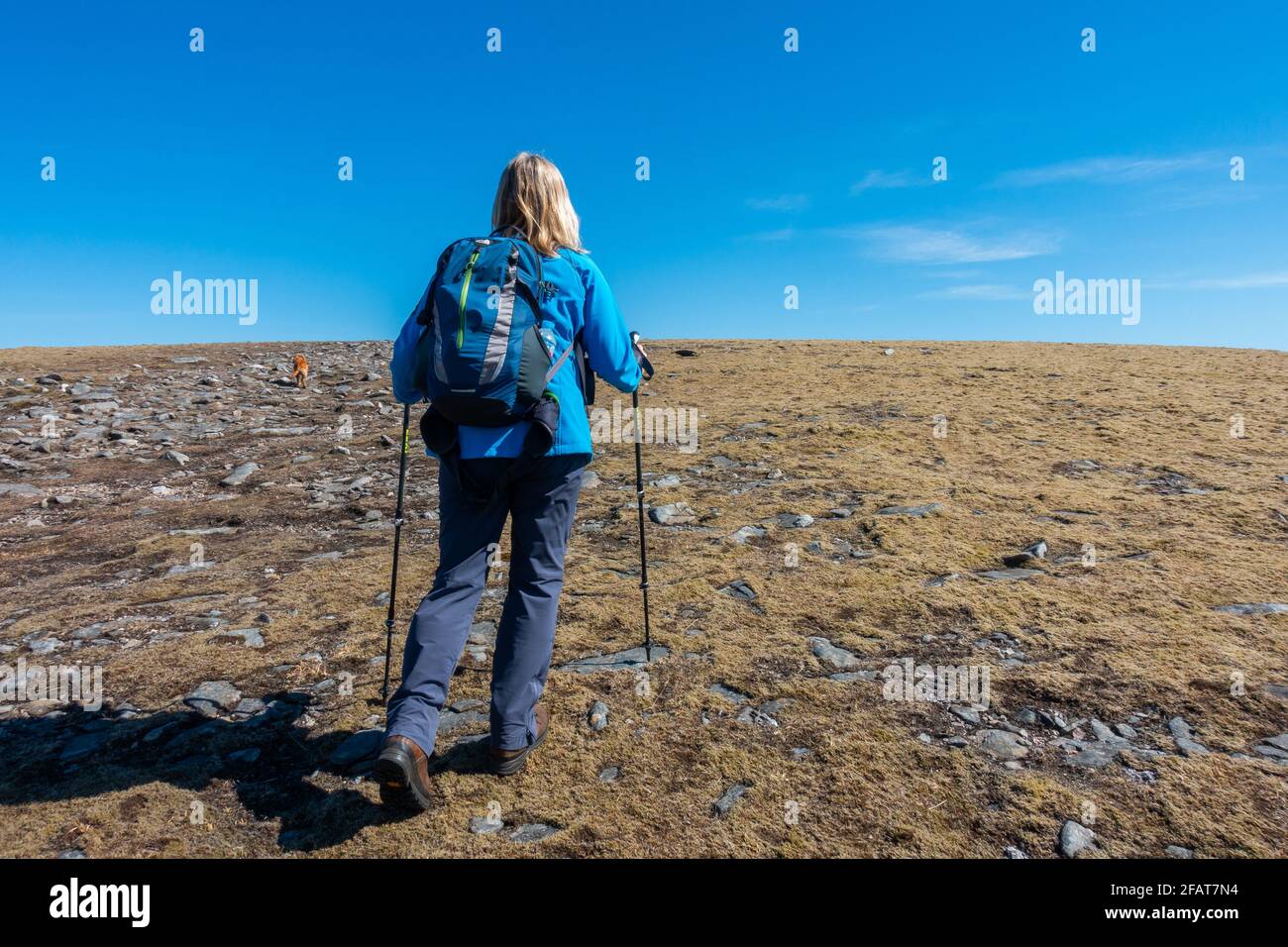 Ein Wanderer auf dem letzten Spaziergang zum Gipfel des Meall Chuaich, einem Munro-Berg in der Nähe von Dalwhinnie, Schottland Stockfoto