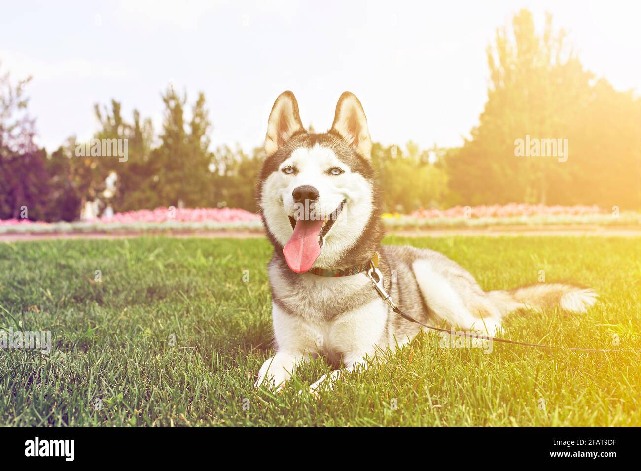 Lustiger sibirischer Husky Hund mit spitzen Ohren und langer Zunge, die auf einem Spaziergang hervorsteht. Leashed inländischen reinrassigen Haustier ruht auf grünen mawed Gras Rasen von Cit Stockfoto