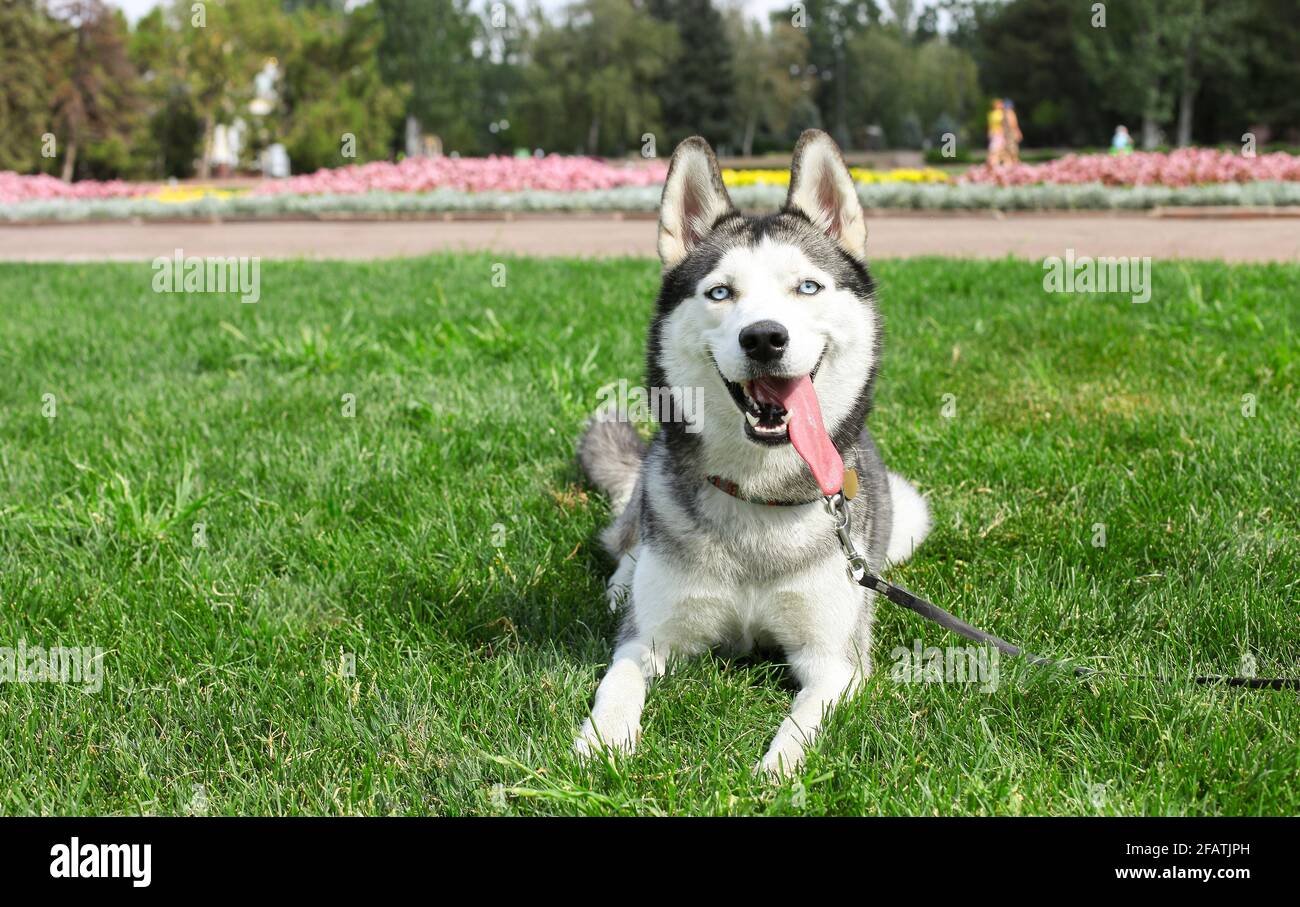 Lustiger sibirischer Husky Hund mit spitzen Ohren und langer Zunge, die auf einem Spaziergang hervorsteht. Leashed inländischen reinrassigen Haustier ruht auf grünen mawed Gras Rasen von Cit Stockfoto