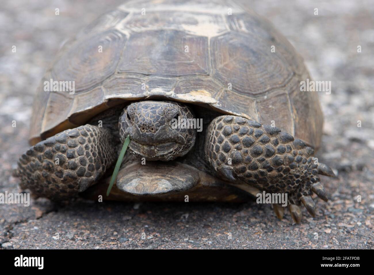 Eine Florida Gopher Tortoise, Gopherus polyphemus, macht eine Pause, um ein grünes Blatt zu kauen, während sie eine verlassene Landstraße überquert. Stockfoto