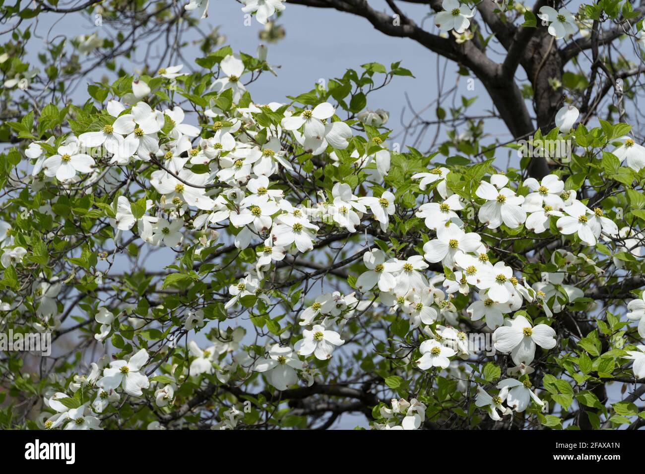 Blühender Hundehuh (Cornus florida), Isehara City, Präfektur Kanagawa, Japan Stockfoto