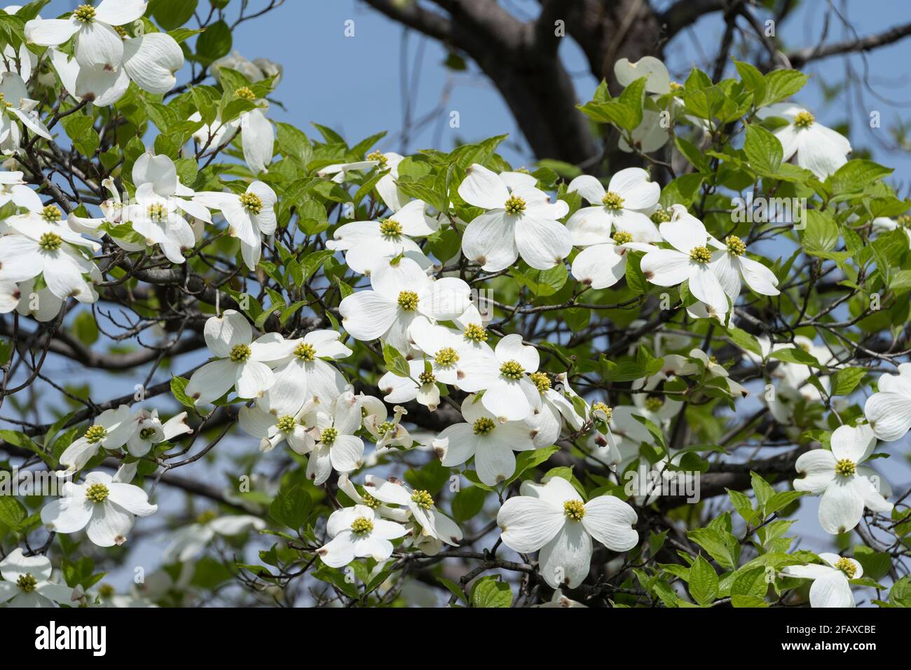 Blühender Hundehuh (Cornus florida), Isehara City, Präfektur Kanagawa, Japan Stockfoto