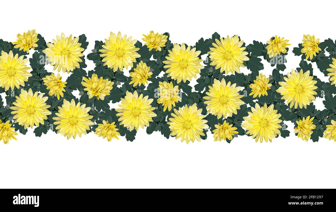 Nahtloser Streifen von gelben Chrysanthemen Blumen auf weißem Hintergrund Stock Vektor