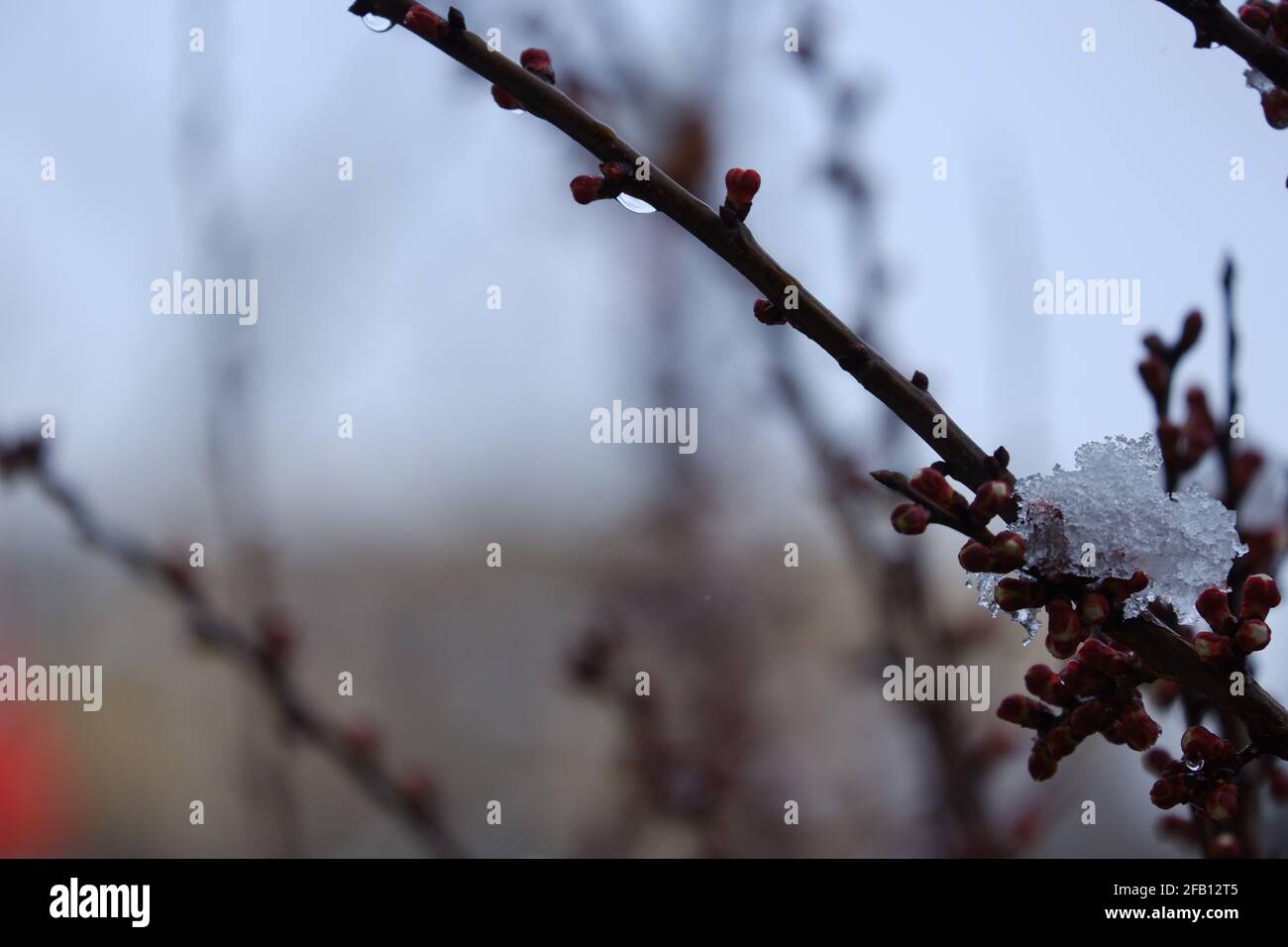 Schmelzender Schnee auf Ästen von Aprikosenbäumen Stockfoto