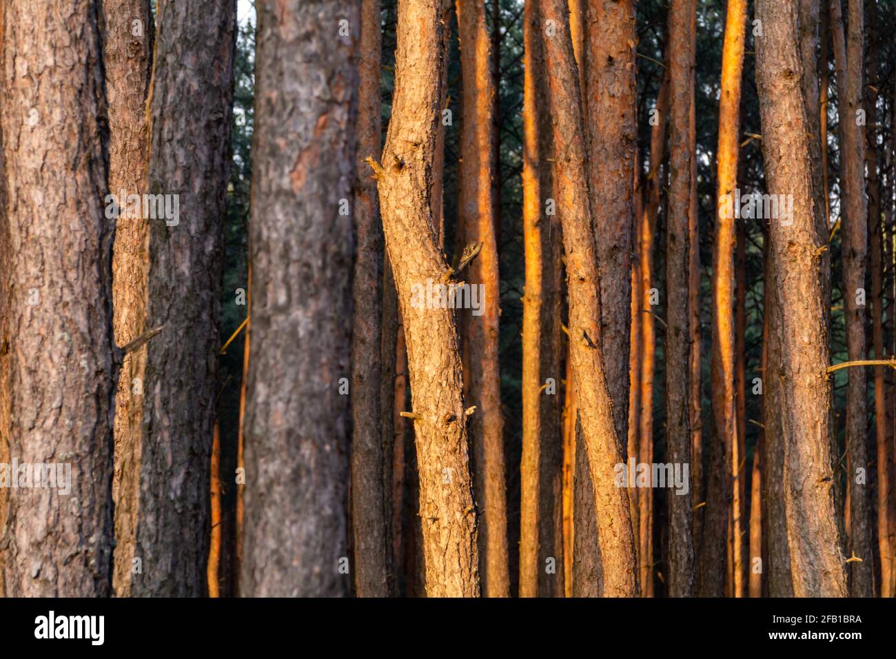 Frühfrühling Flug über eine kleine Waldstraße. Stockfoto