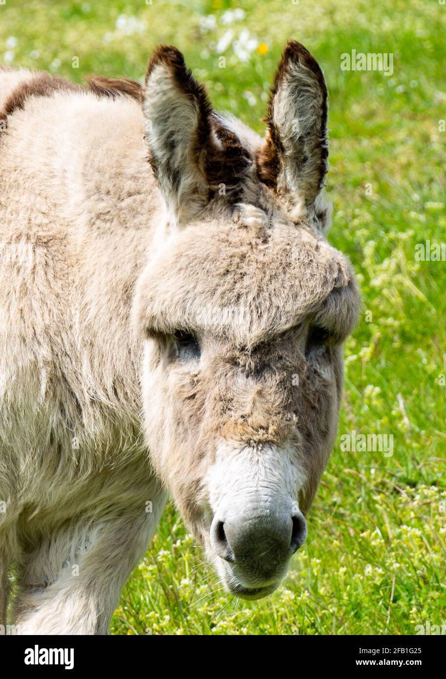 Donkey Equus asinus Nahaufnahme der Kamera Stockfoto
