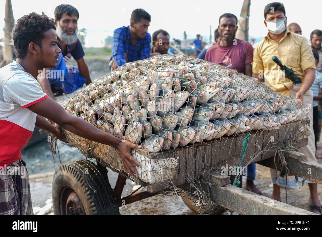 Chittagong, Bangladesch. April 2021. Hilsa ist der Nationalfisch von Bangladesch. Bangladesch verdient durch den Export dieses Fisches jährlich rund 200 Krore-Rupien an Devisen. Dies ist das erste Mal in diesem Jahr, dass Hilsa in Fischernetzen gefangen wurde. Aber sie sind nicht glücklich. Der Fischmarkt befindet sich nun aufgrund der Lockdown auf einem Abwärtstrend. Obwohl der Preis für Fisch jedes Jahr während dieses Ramadan steigt, gibt es in diesem Jahr keine solche Nachfrage, sagten die Fischhändler. Kredit: ZUMA Press, Inc./Alamy Live Nachrichten Stockfoto