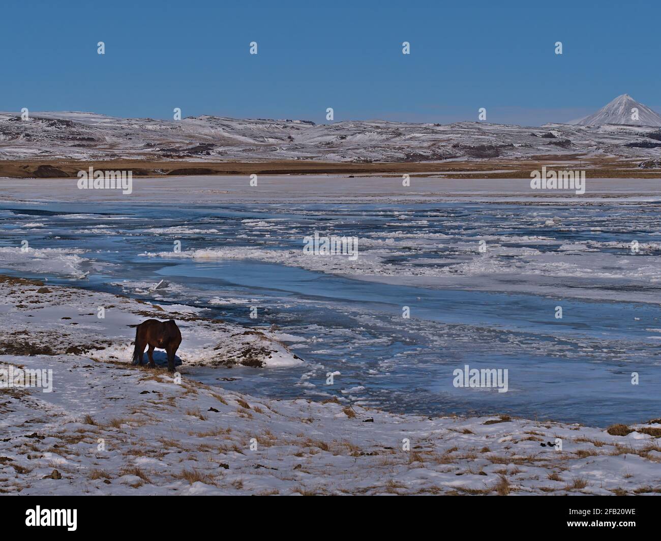 Wunderschöne Aussicht auf ein einzelnes isländisches Pferd mit braunem Fell, das im Winter am Ufer eines gefrorenen Flusses in der Nähe von Varmaland im Westen Islands steht. Stockfoto