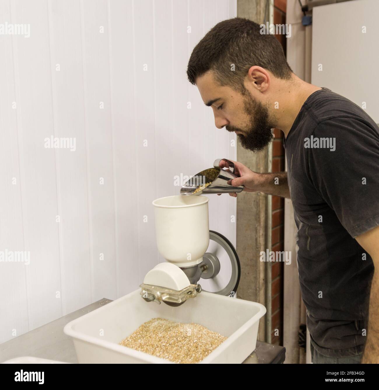 Man mahlen Malz bei der Herstellung von hausgemachtem Bier. Stockfoto