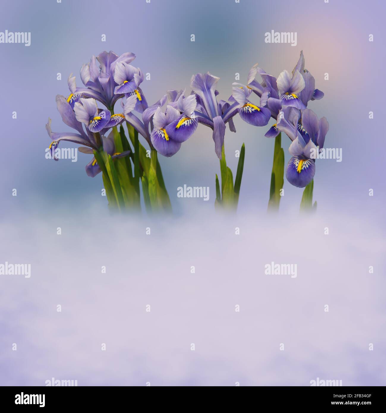 Grußkarte mit blühenden Iris. Florales Design für Naturkosmetik, Parfüm, Damenprodukte. Kann als Grußkarte, Hochzeitseinladung, sp Stockfoto
