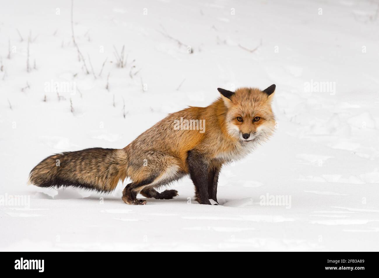 Rotfuchs (Vulpes vulpes) Squats zu urinieren Duft Markierung Schnee Winter - Captive Tier Stockfoto