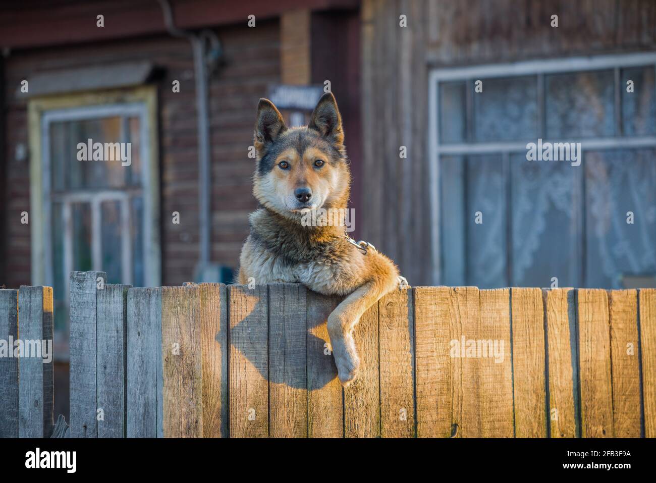 Yard Dog schaut von hinter den Holzzaun des Dorfhaus Stockfoto