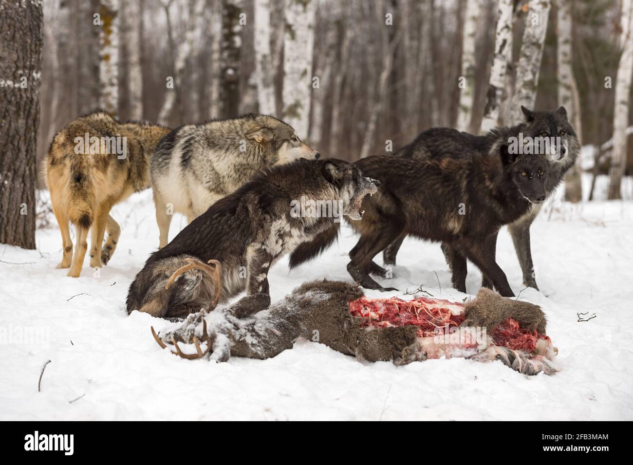 Schwarzer phasengrauer Wolf (Canis lupus) Schnappschüsse bei Pack Members bei Deer Carcass Winter - Captive Tiere Stockfoto