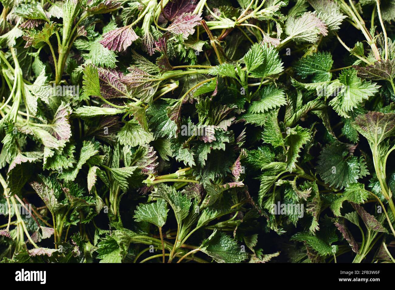 Schneiden Sie frische Brennnesselblätter aus der Nähe, Draufsicht. Stockfoto