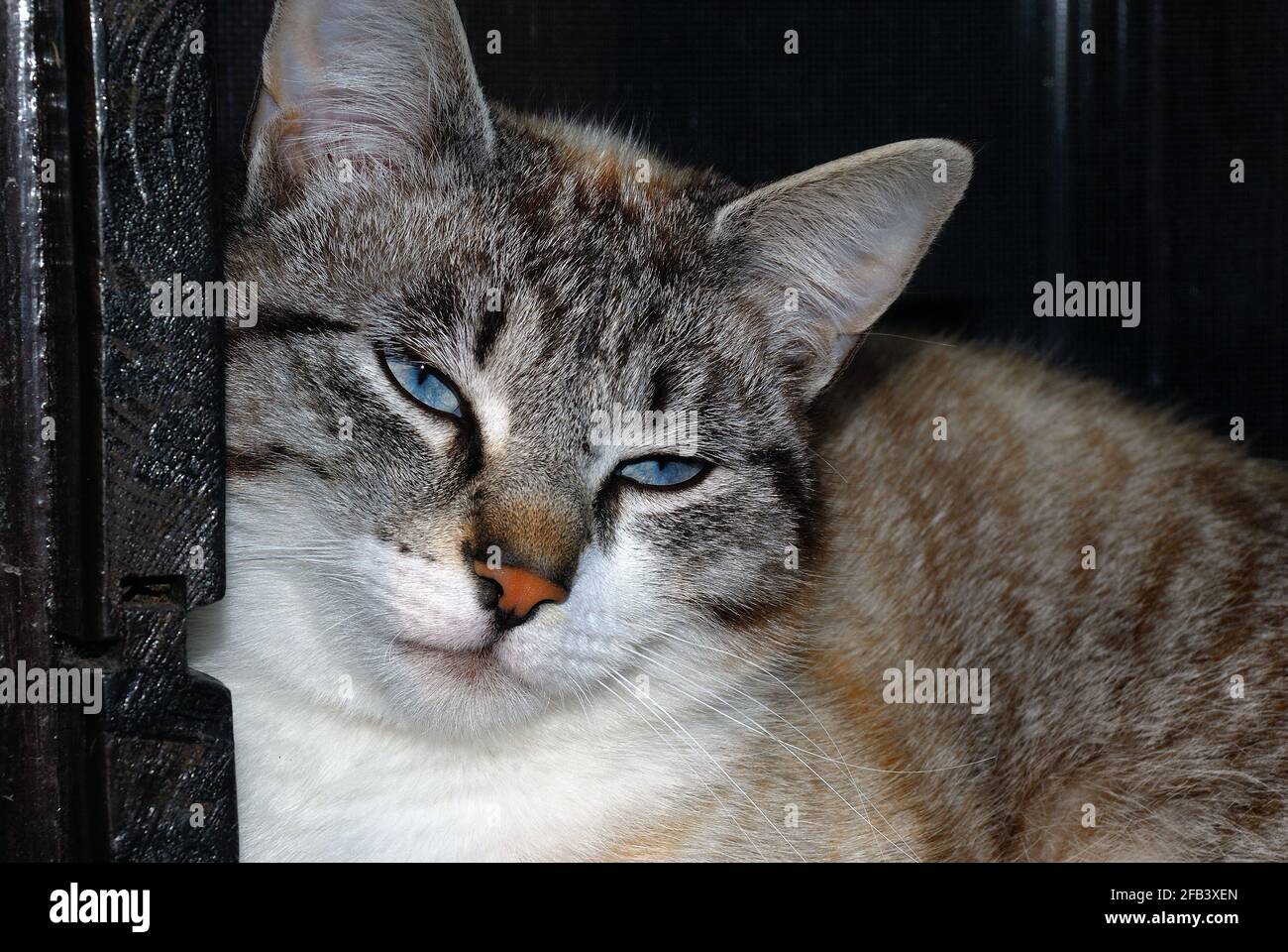 Porträt einer grauen, einträlligen Katze Stockfoto