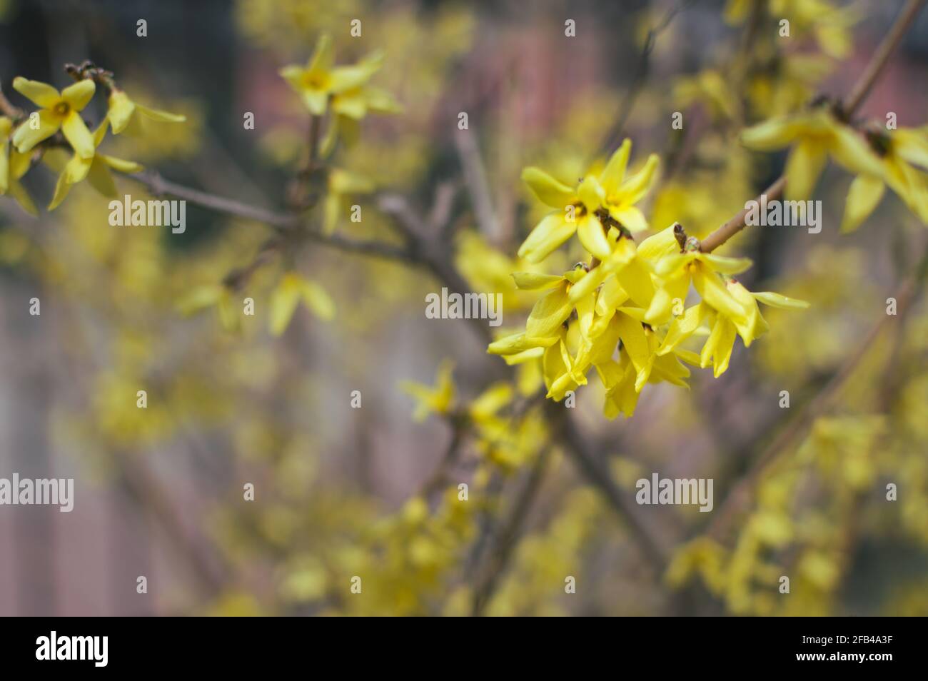 Forsythia shrub Fotos und Bildmaterial in hoher Auflösung Alamy