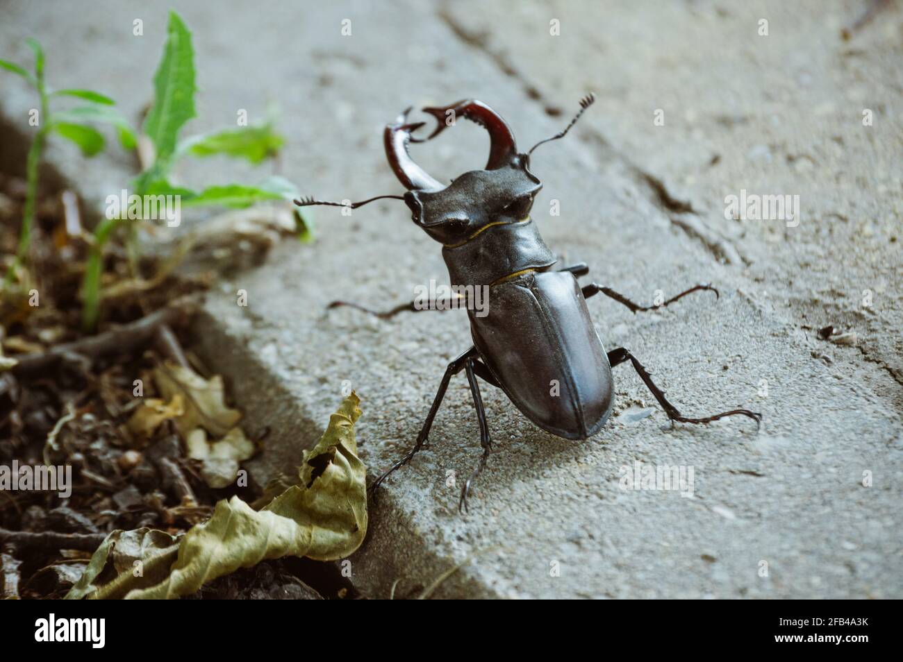 Großer Hirschkäfer auf dem Bürgersteig Stockfoto