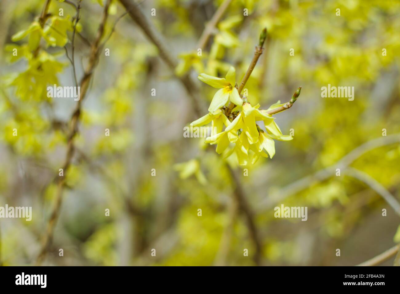 Blühender Forsythia-Strauch. Gelbe kleine Blüten Stockfoto