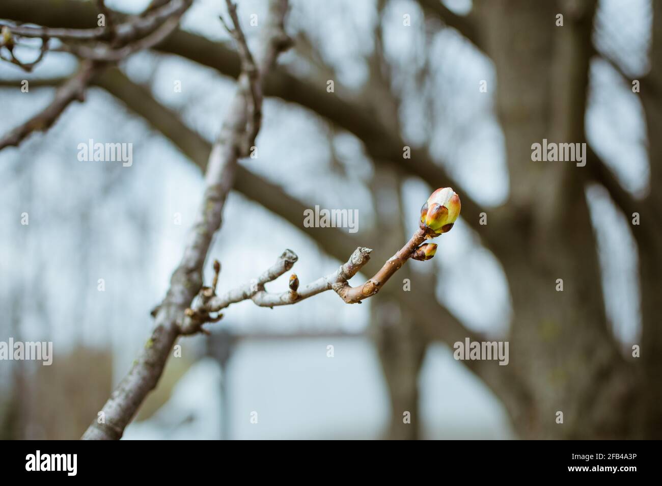 Große Knospe auf Kastanienzweig im Frühjahr, verschwommener Baumhintergrund Stockfoto