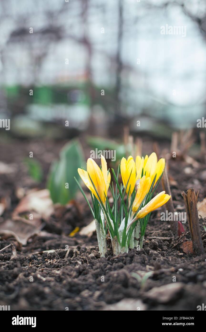 Gelbe Krokusse im Wald. Primeln blühen im April Stockfoto
