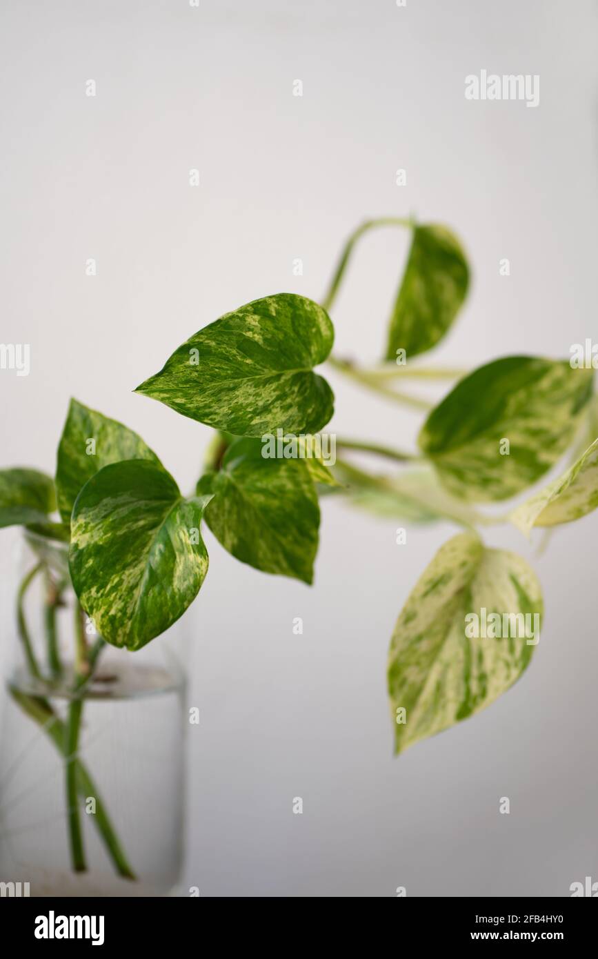 Pothos-Pflanze in Glasvase vor weißem Hintergrund Stockfoto