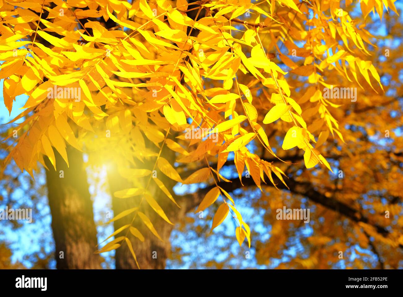 Sonnenlicht im Herbst. Gelbe Herbstblätter. Parken Sie in der Stadt. Warmes Wetter, sonniger Tag. Stockfoto