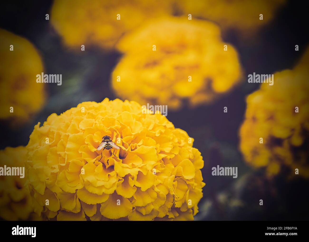 Hortensia, Hortensia macrophylla, EINE Biene auf der gelben Hortensia im Garten. Stockfoto