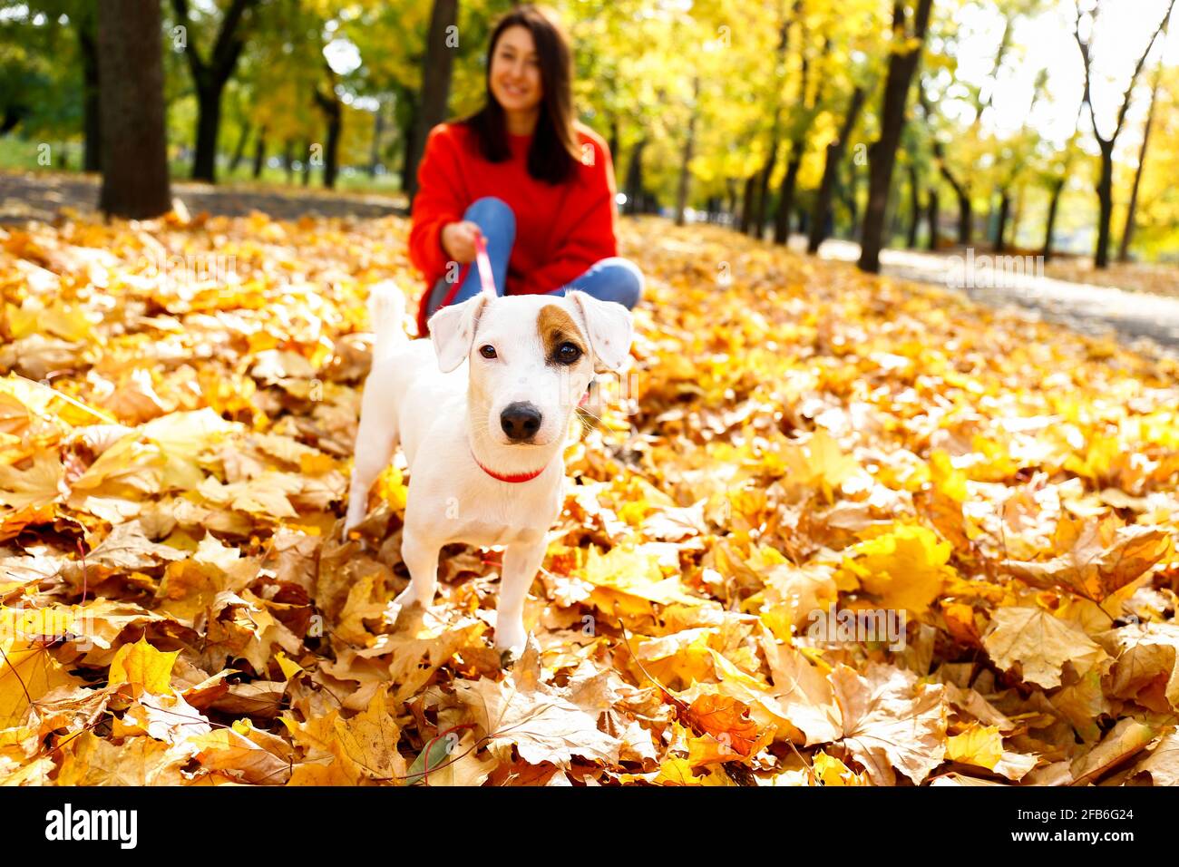 Lustiger Welpe von Jack russell Terrier, der auf dem Boden zwischen den Beinen der Besitzerin im Park sitzt. Hipster Hündin Walking junge reinrasseehund in rot blau Stockfoto