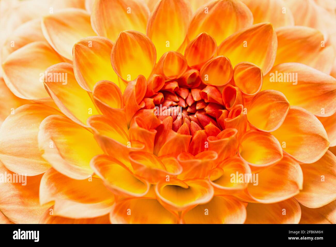Dahlia, Nahaufnahme einer orangefarbenen Blume mit Blütenmuster. Stockfoto