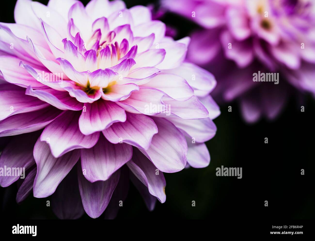 Dahlia, Nahaufnahme von Flieder und cremefarbenen Blüten mit Blütenblättern. Stockfoto