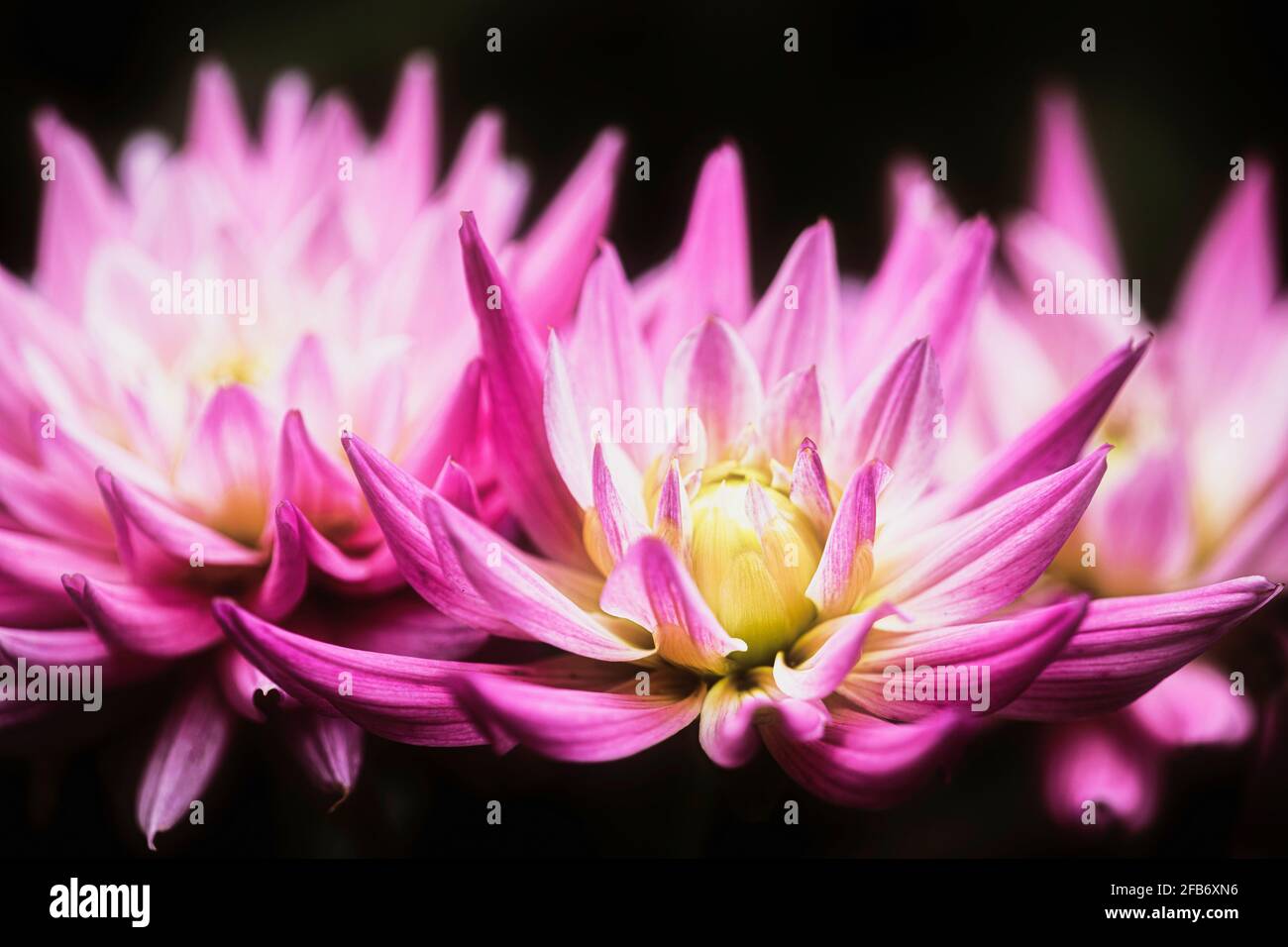 Dahlia, Nahaufnahme von rosa gefärbten Blumen, die im Freien wachsen. Stockfoto