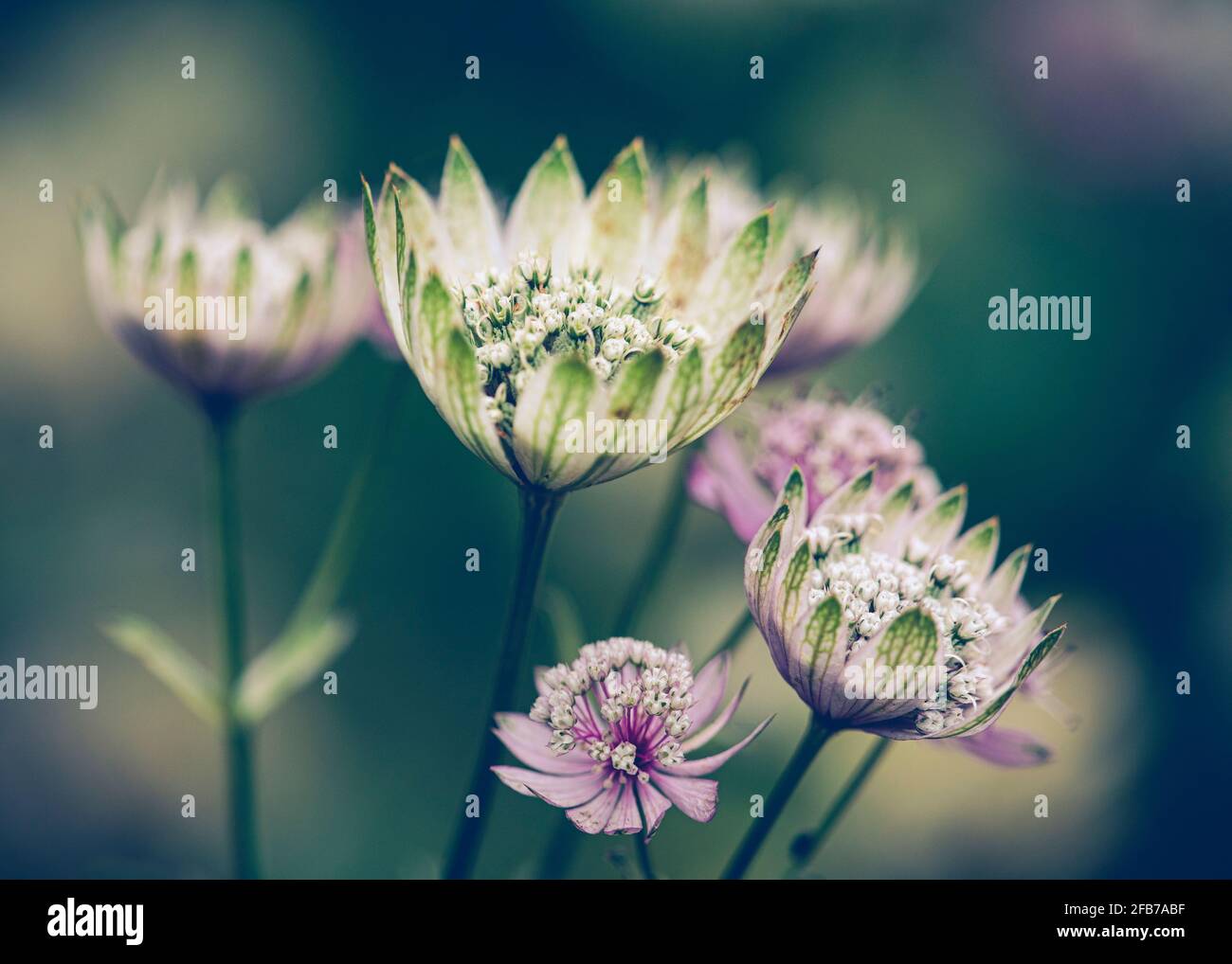 Astratia, große Sternblume, Astratia major, Seitenansicht der sich öffnenden Blumen. Stockfoto