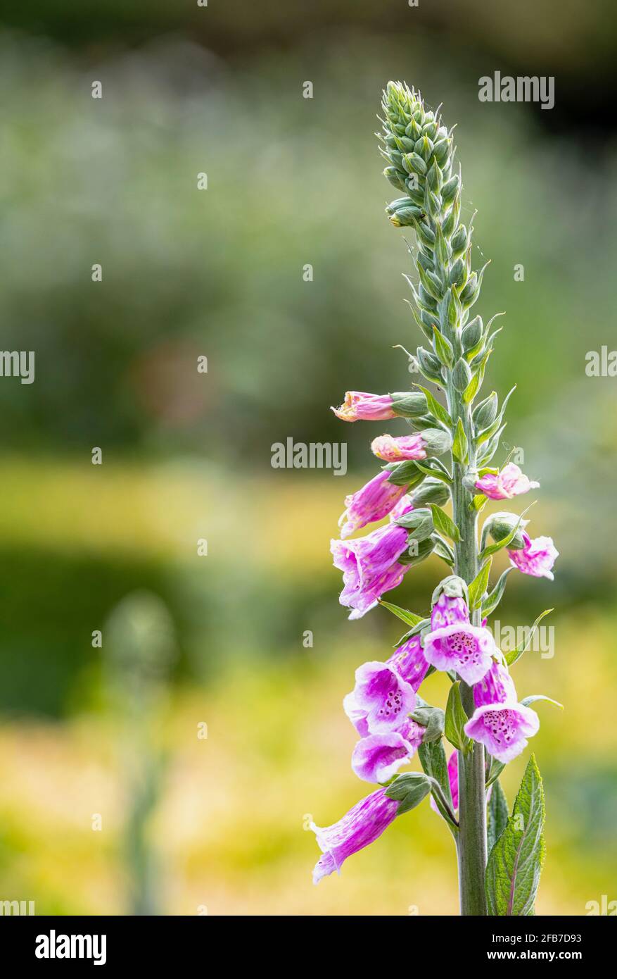 Fuchshandschuh, Digitalis, rosa gefärbte Blüten, die aus einem hohen Stamm hervorgehen. Stockfoto