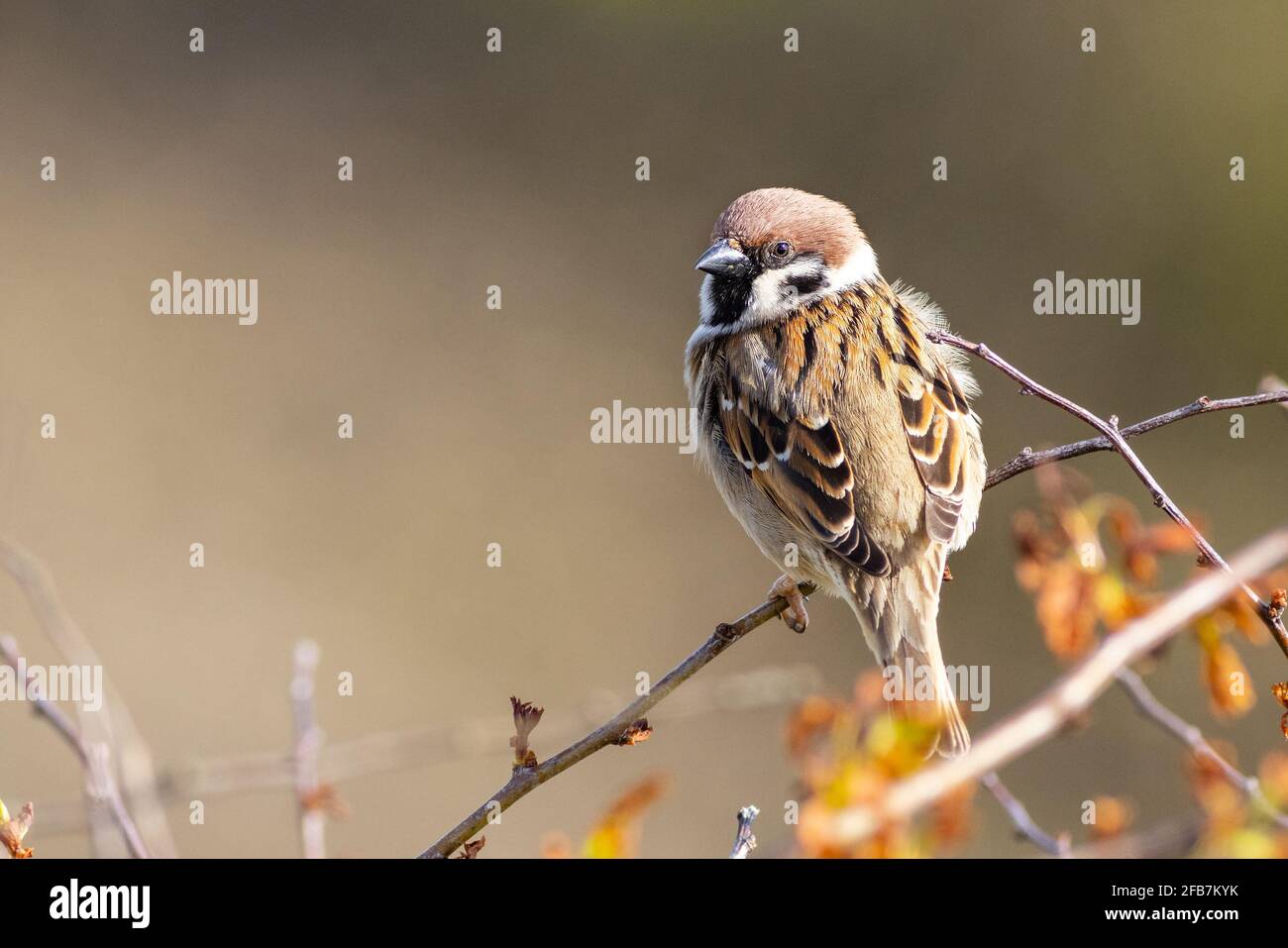 In einem Busch thronender Baumsperling (Passer montanus) Stockfoto