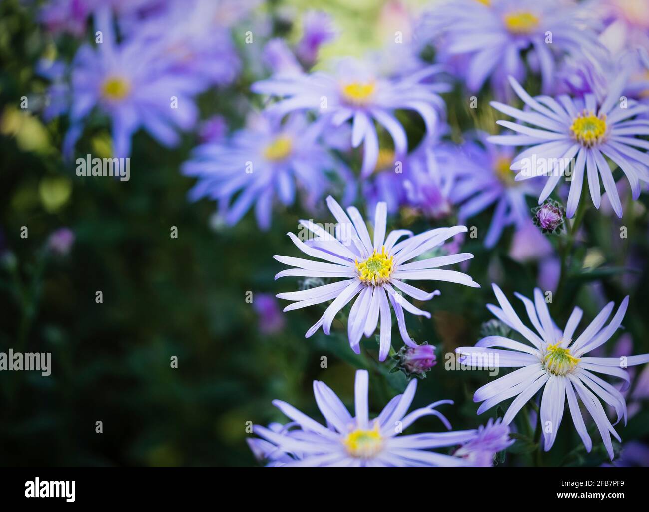 Astern, Asterngewächse, Nahaufnahme von Blumen mit gelbem Staubfaden, die im Freien wachsen. Stockfoto