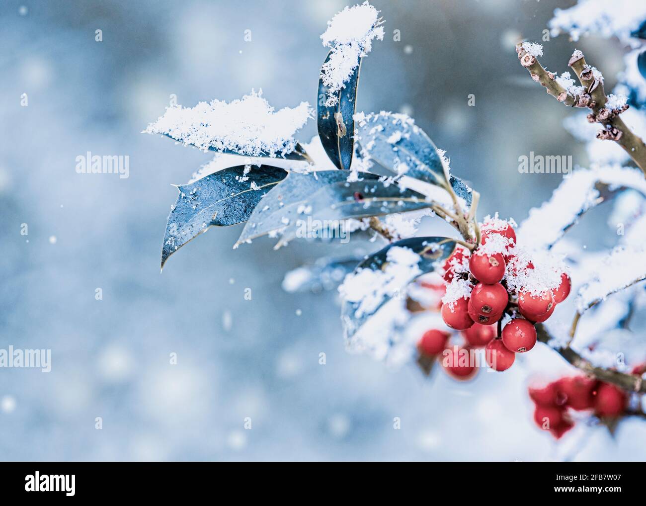 Holly, Hollybush, Ilex Auifolium 'Alaska', EIN Schneebesen auf einem Holly-Busch mit roten Beeren. Stockfoto