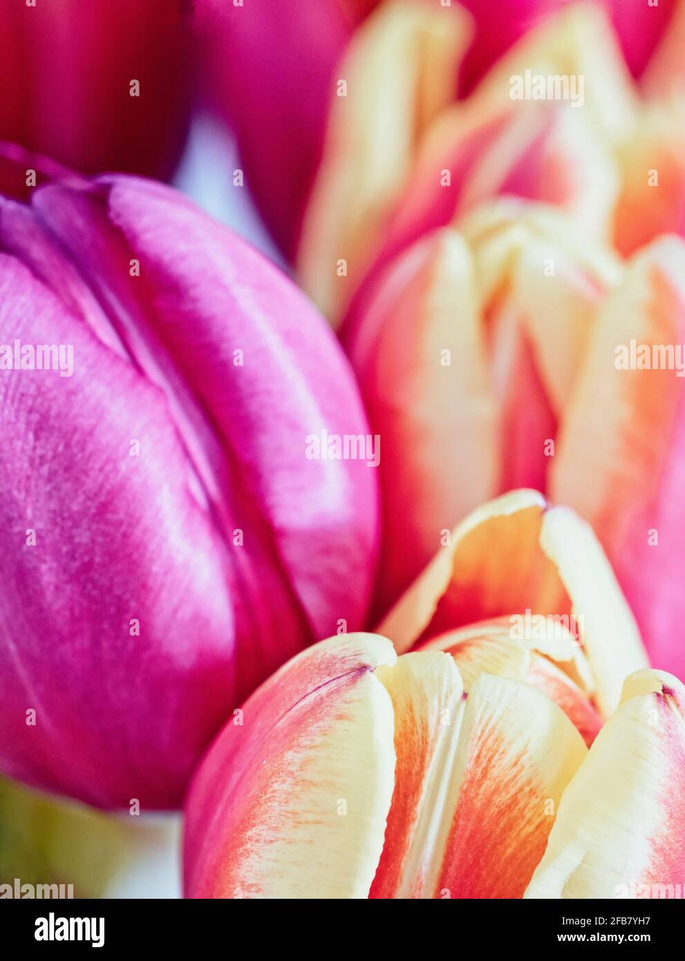 Tulip, Tulipa, Studio Aufnahme von geschnittenen Blumen in einer Vase. Stockfoto